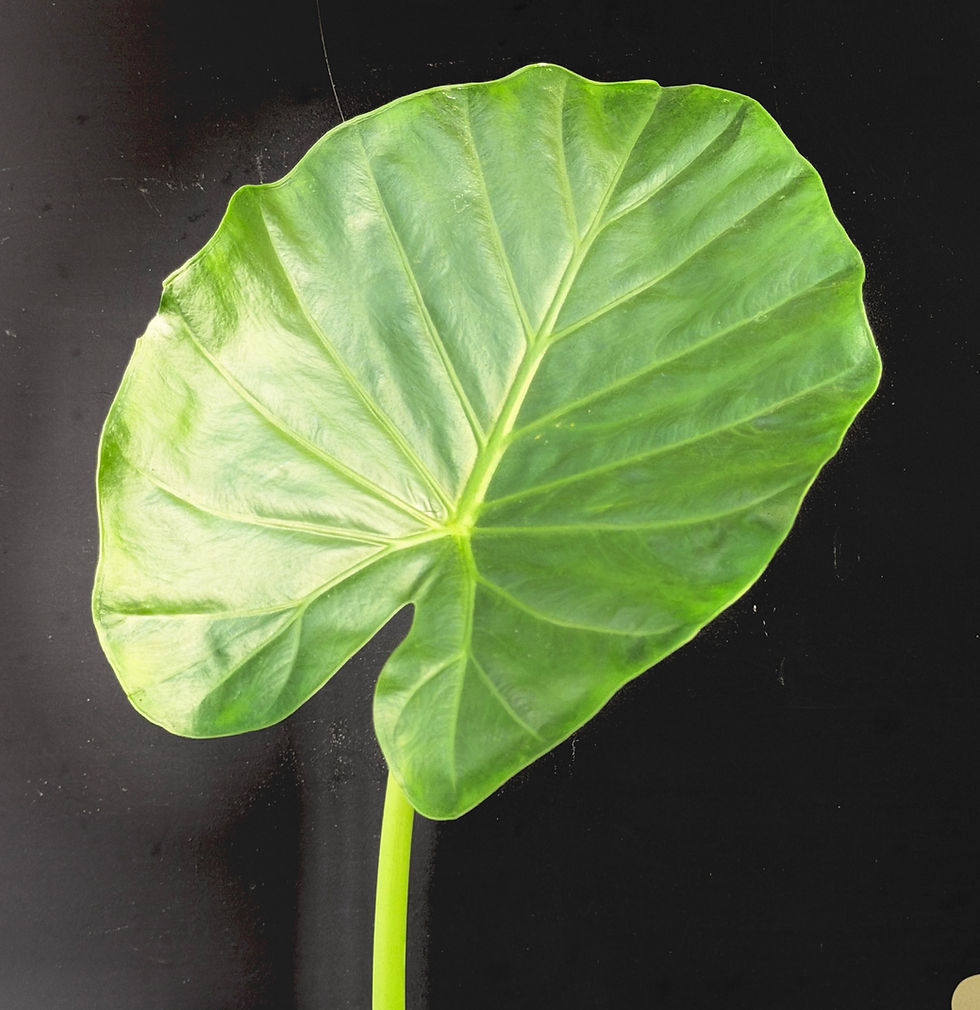 Miniatura: ALOCASIA MACRORRHIZA LARGE