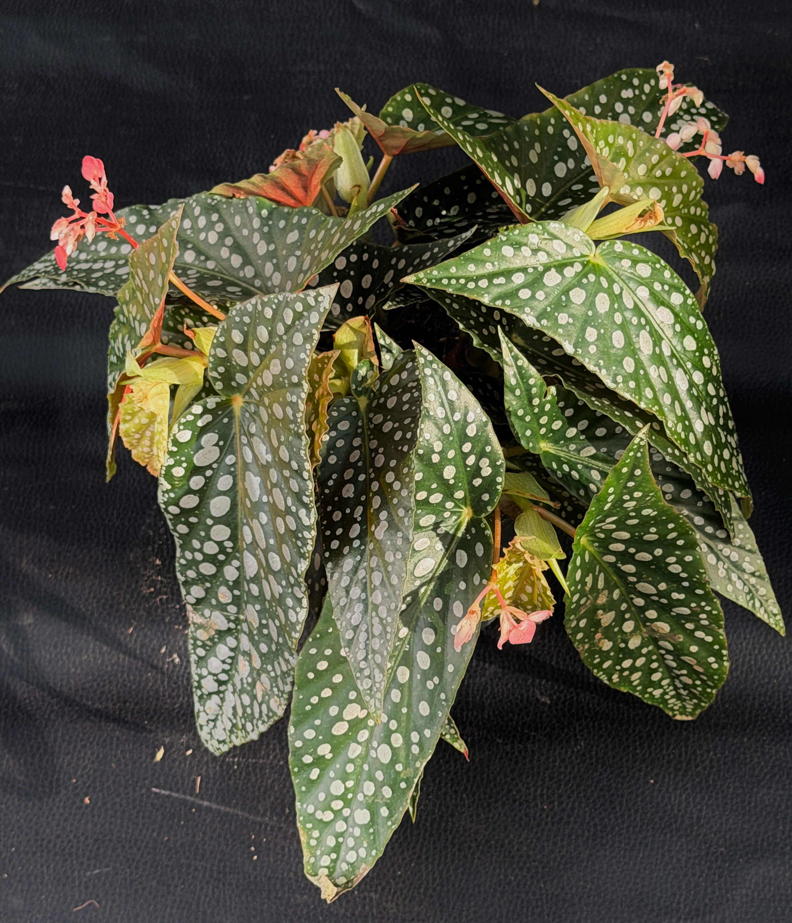 BEGONIA CANE DOUBLE DOT
