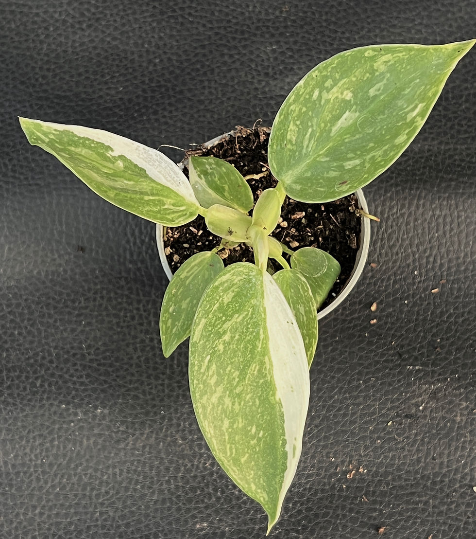 Thumbnail: PHILODENDRON JOSE BUONO BABY