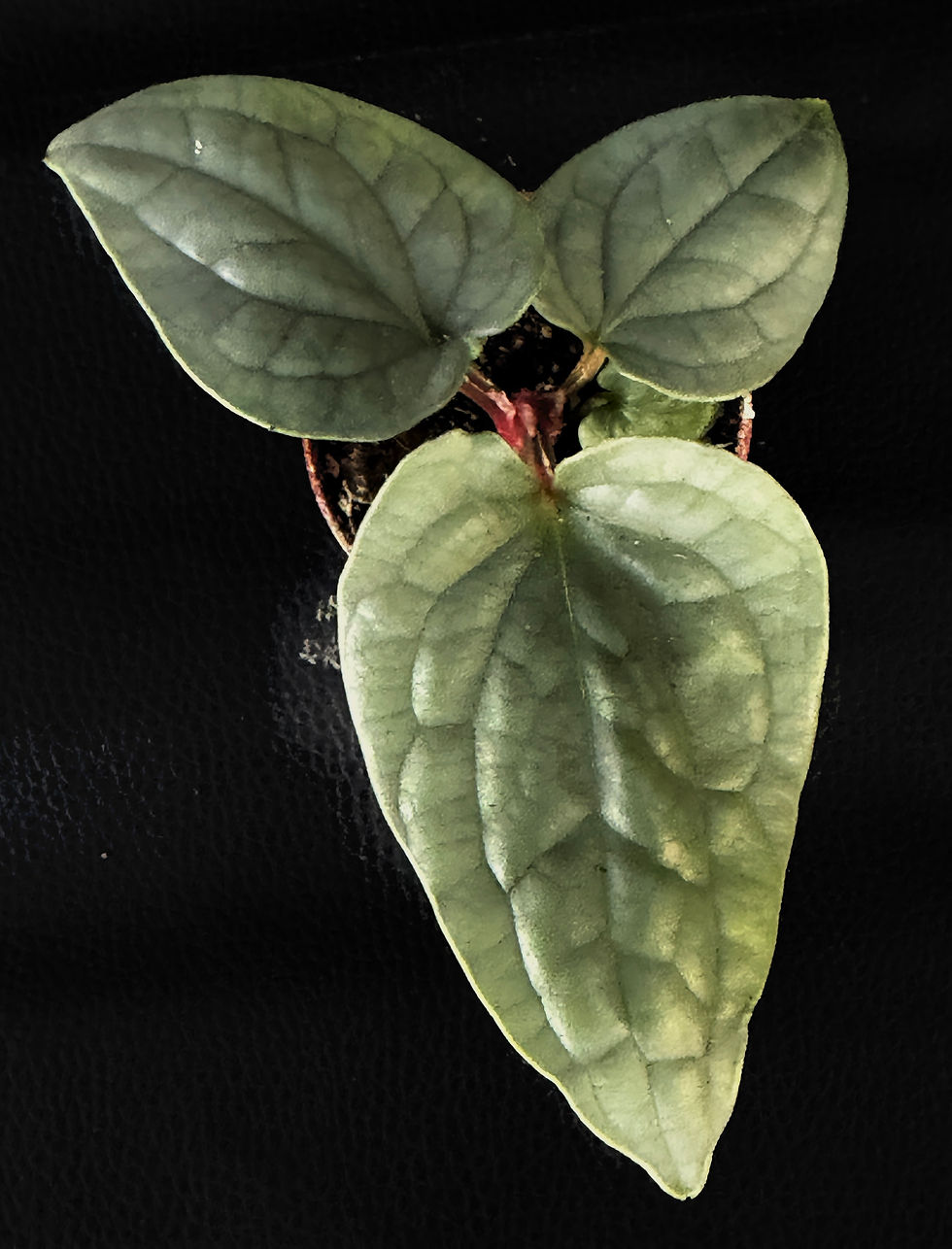 Miniatura: ANTHURIUM LUXURIANS BABY