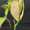 Miniatura: PHILODENDRON SPLENDID LARGE