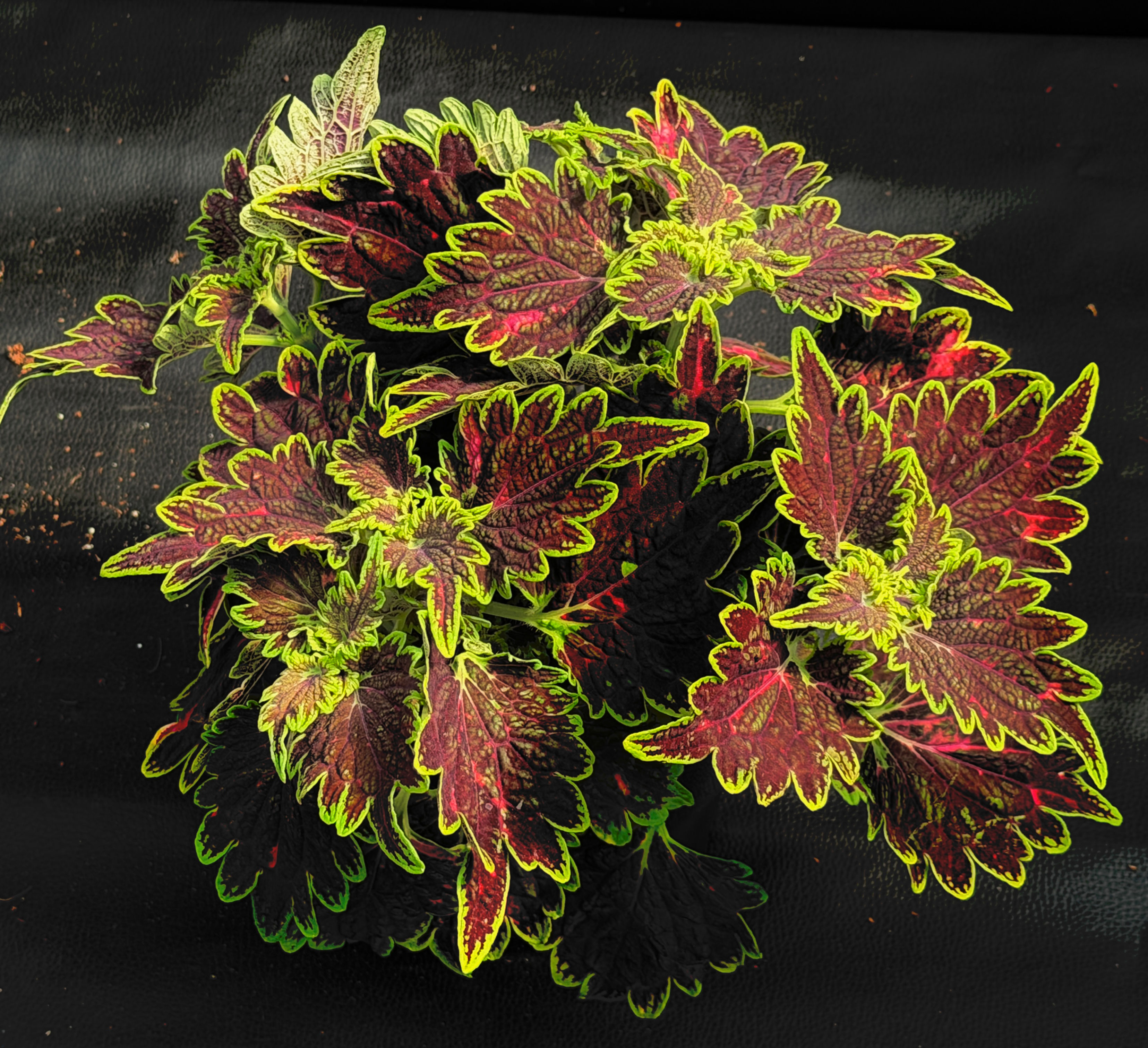 COLEUS BOURBON STREET