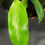 Miniatura: PHILODENDRON PATRICIAE SMALL 3