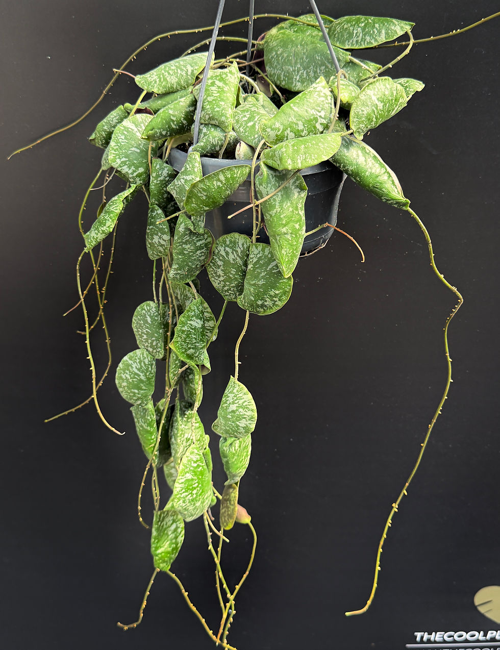 Miniatura: HOYA IMBRICATA LARGE BASKET