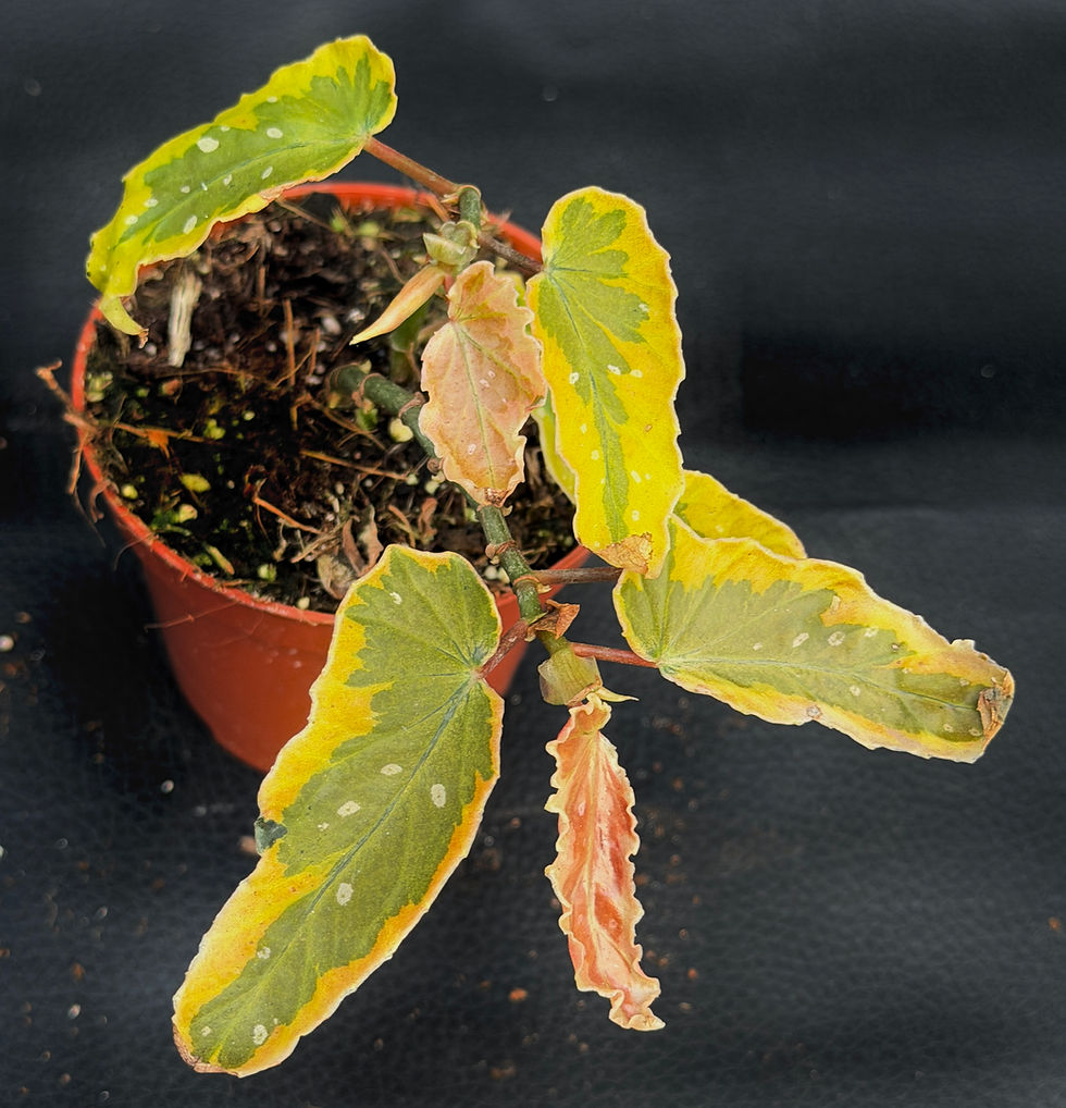 Miniatura: BEGONIA DAINTY SPRAY SPORT VARIEGATED