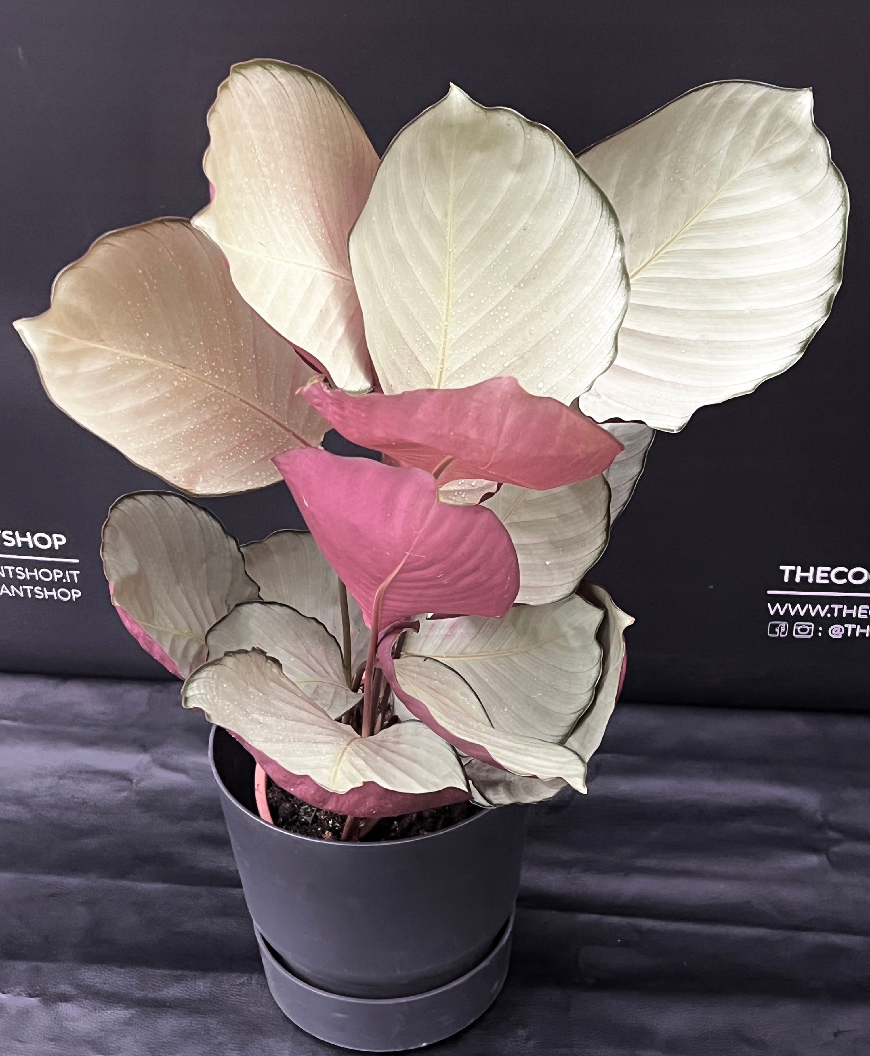 CALATHEA SILVER PLATE XL