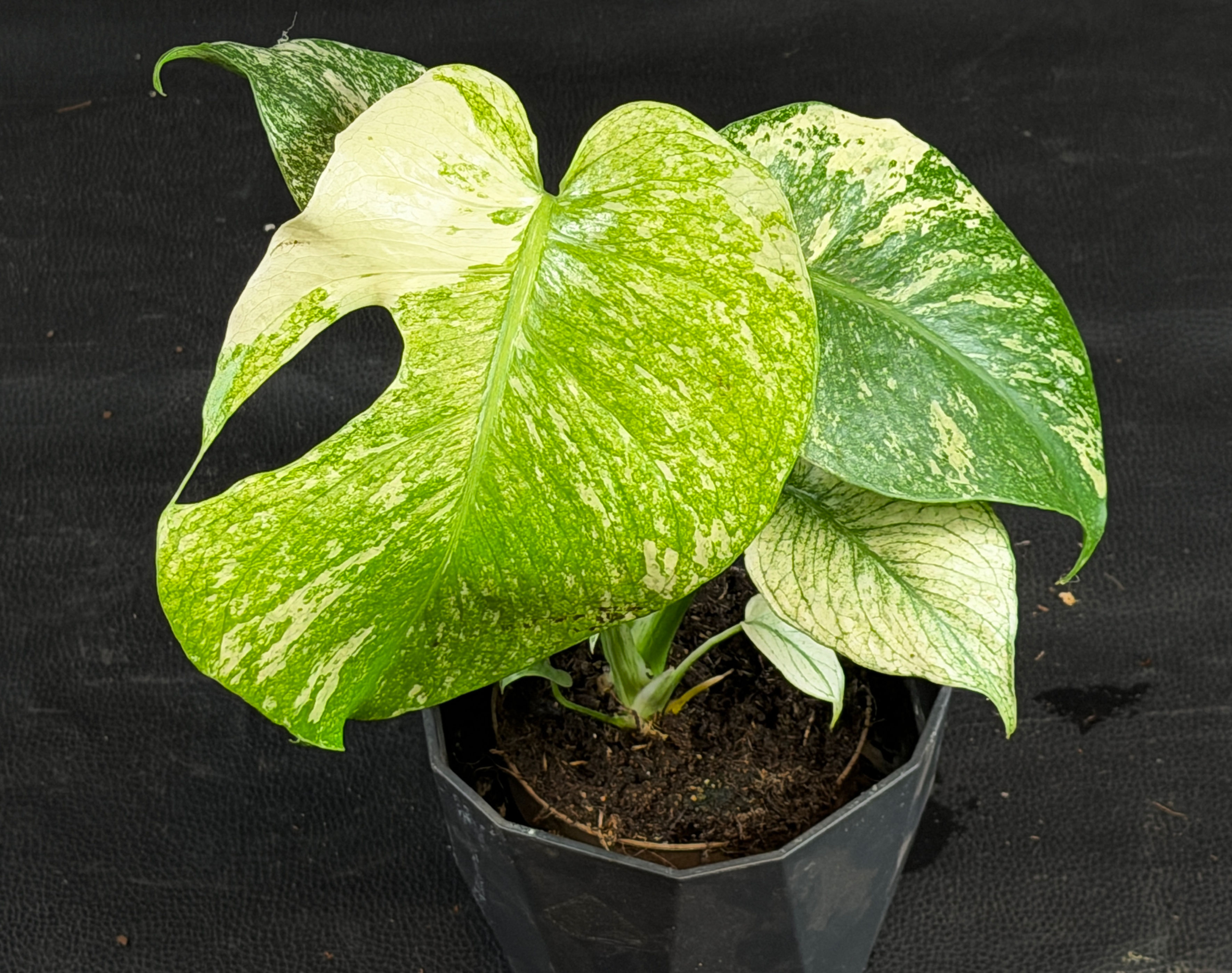 MONSTERA MINT B4