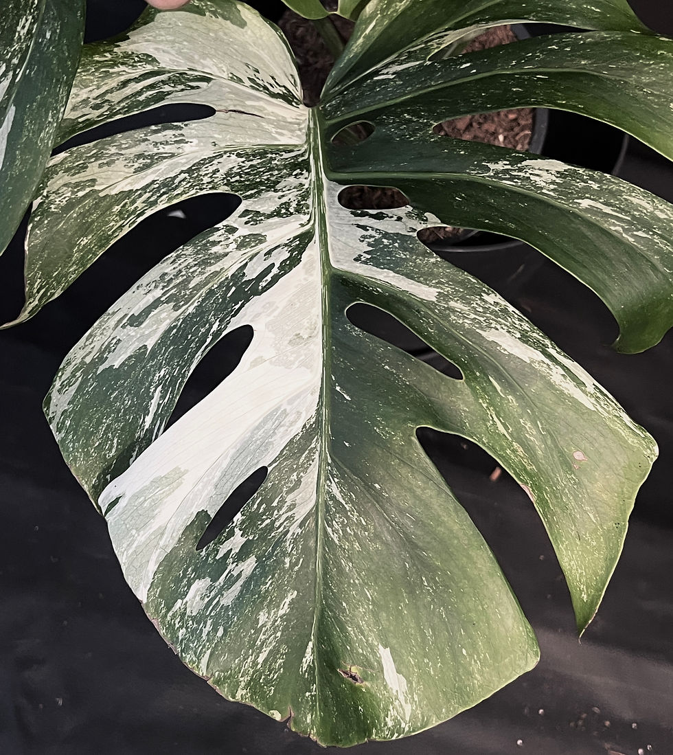 Miniatura: MONSTERA ALBO VARIEGATA PERTUSUM  GIANT 5