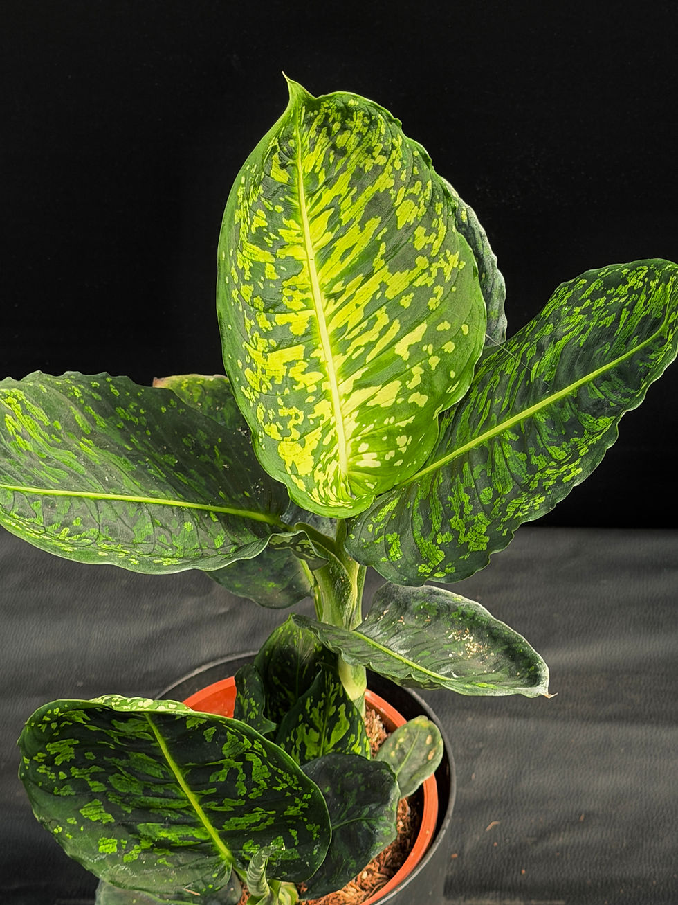 Miniatura: DIEFFENBACHIA REFLECTOR XL