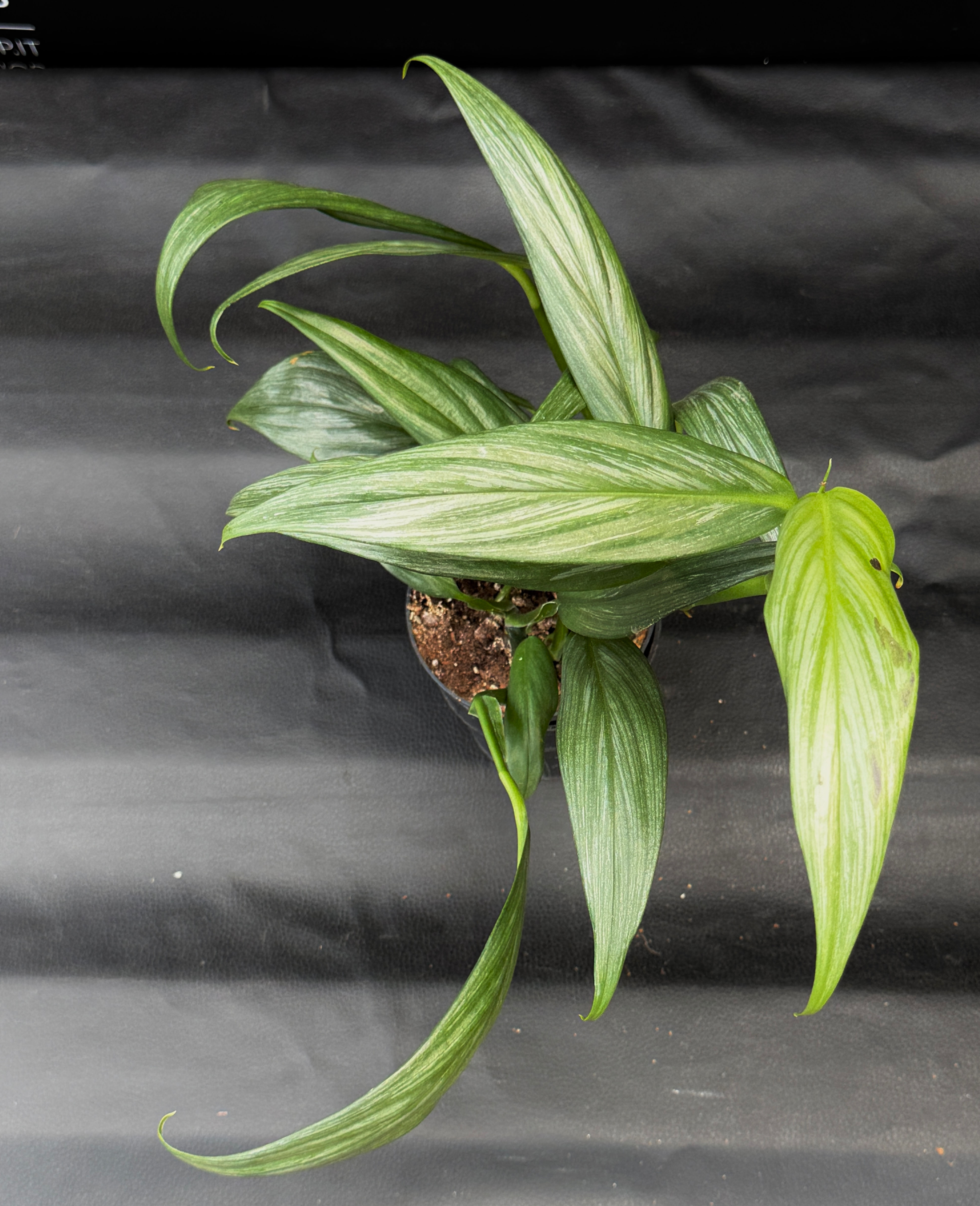 EPIPREMNUM AMPLISSIMUM SILVER