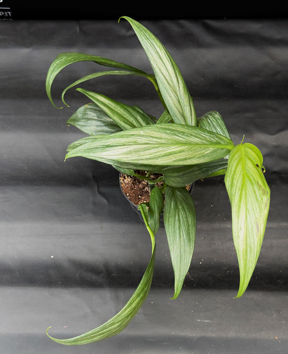Miniaturbild: EPIPREMNUM AMPLISSIMUM SILVER