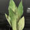 Miniatura: SANSEVERIA MOONSHINE SMALL