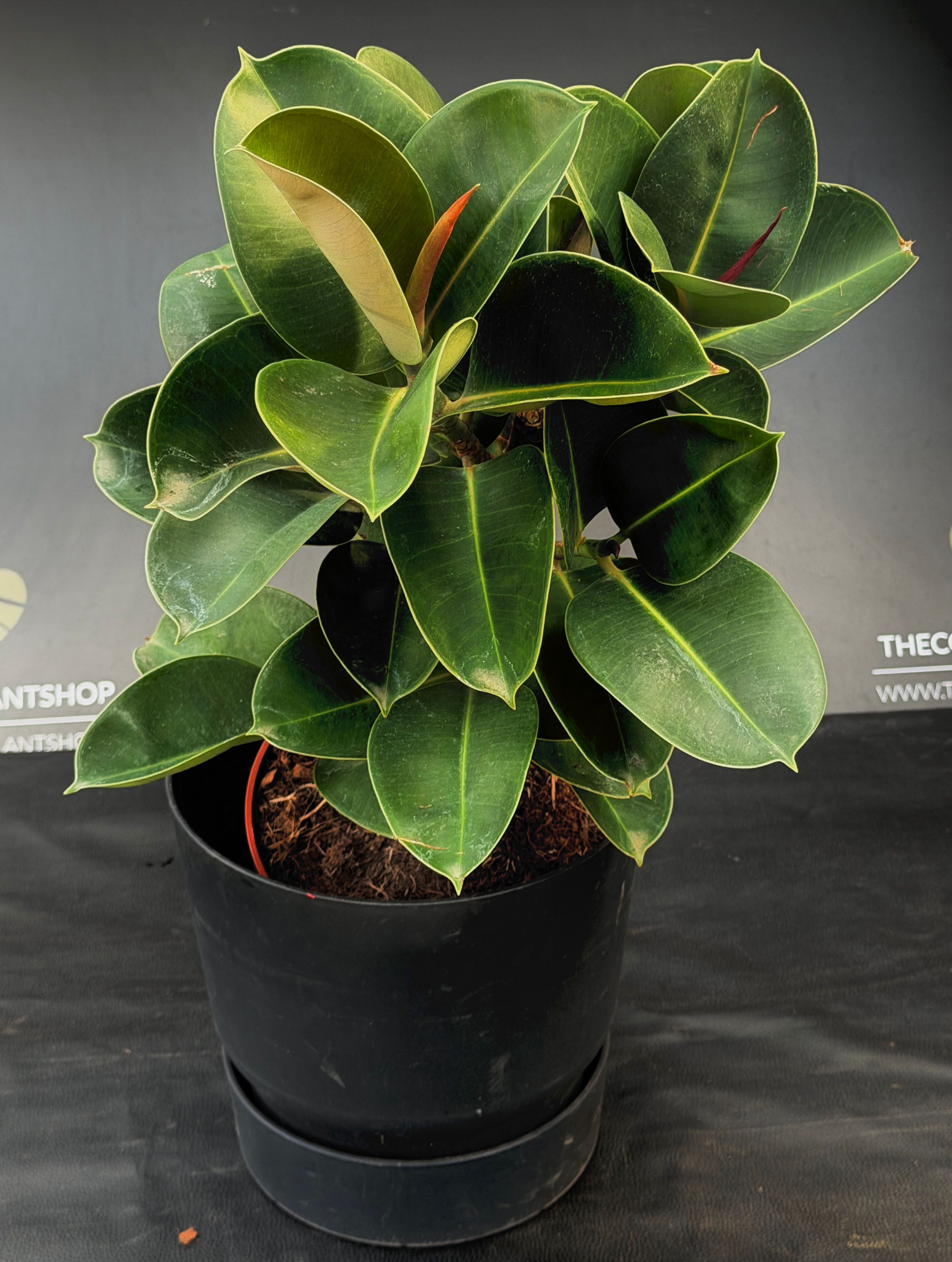 FICUS ELASTICA CLOE XL