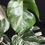 Miniatura: MONSTERA ALBO VARIEGATA XL 24