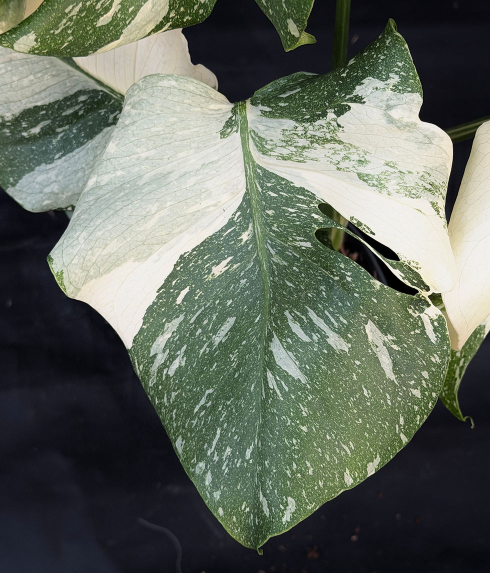 Miniatura: MONSTERA THAI CONSTELLATION 39