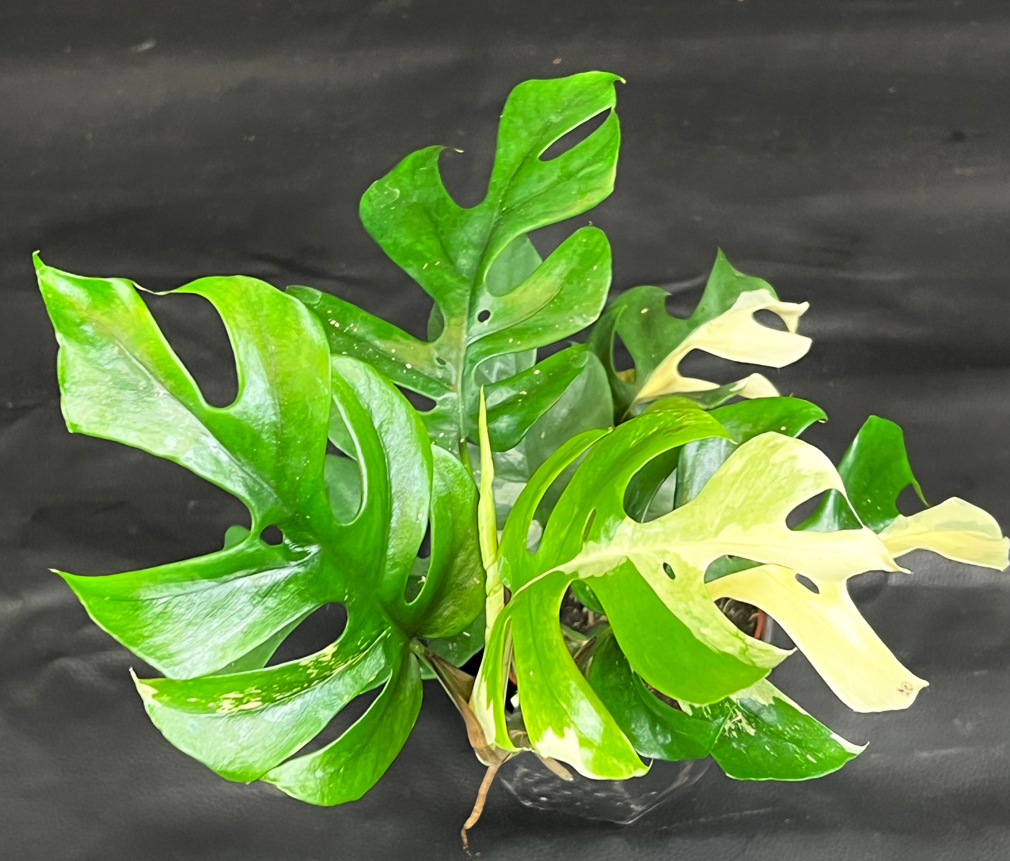 RHAPHIDOPHORA TETRASPERMA VARIEGATED A1