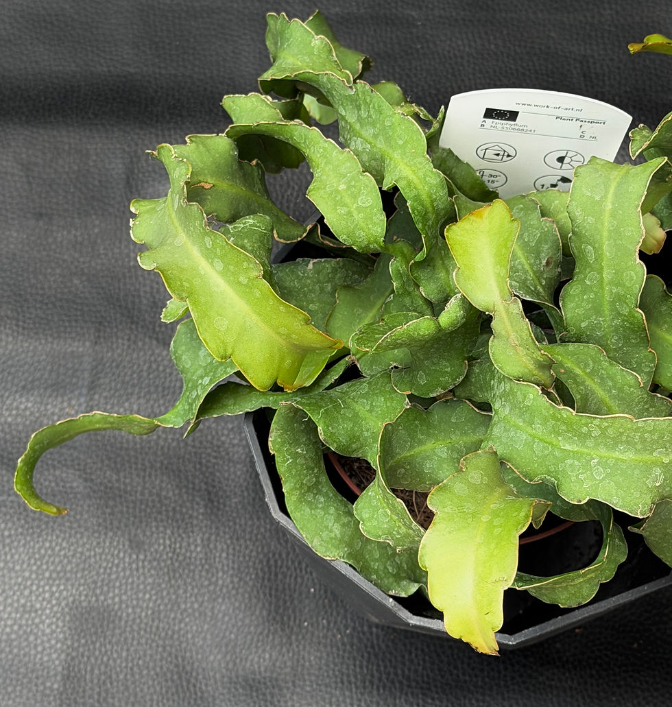 Miniatura: EPIPHYLLUM GUATEMALENSE