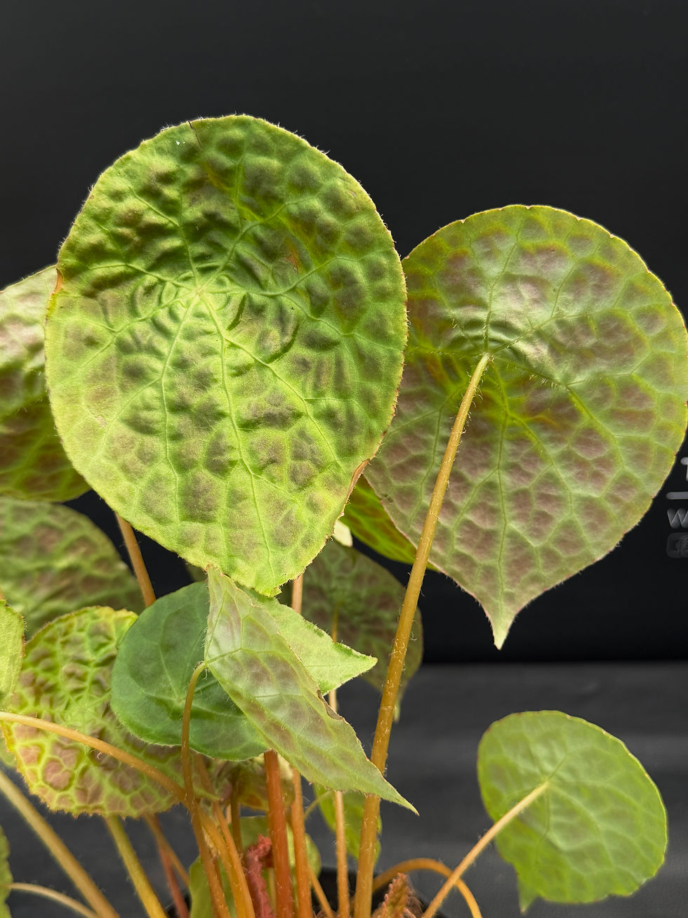 Thumbnail: BEGONIA PHUTOENSIS LARGE