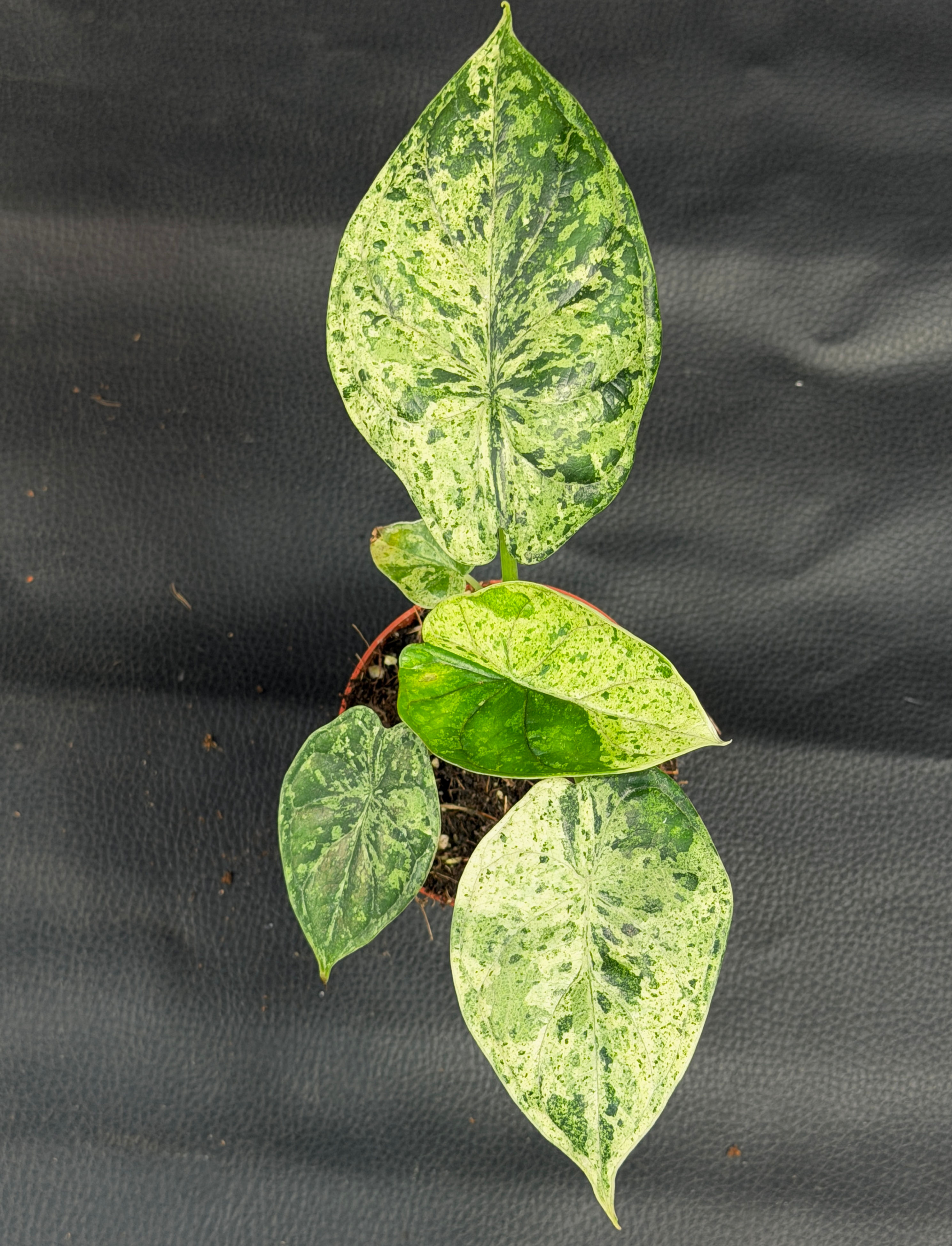 ALOCASIA DRAGON SCALE MINT SMALL F5