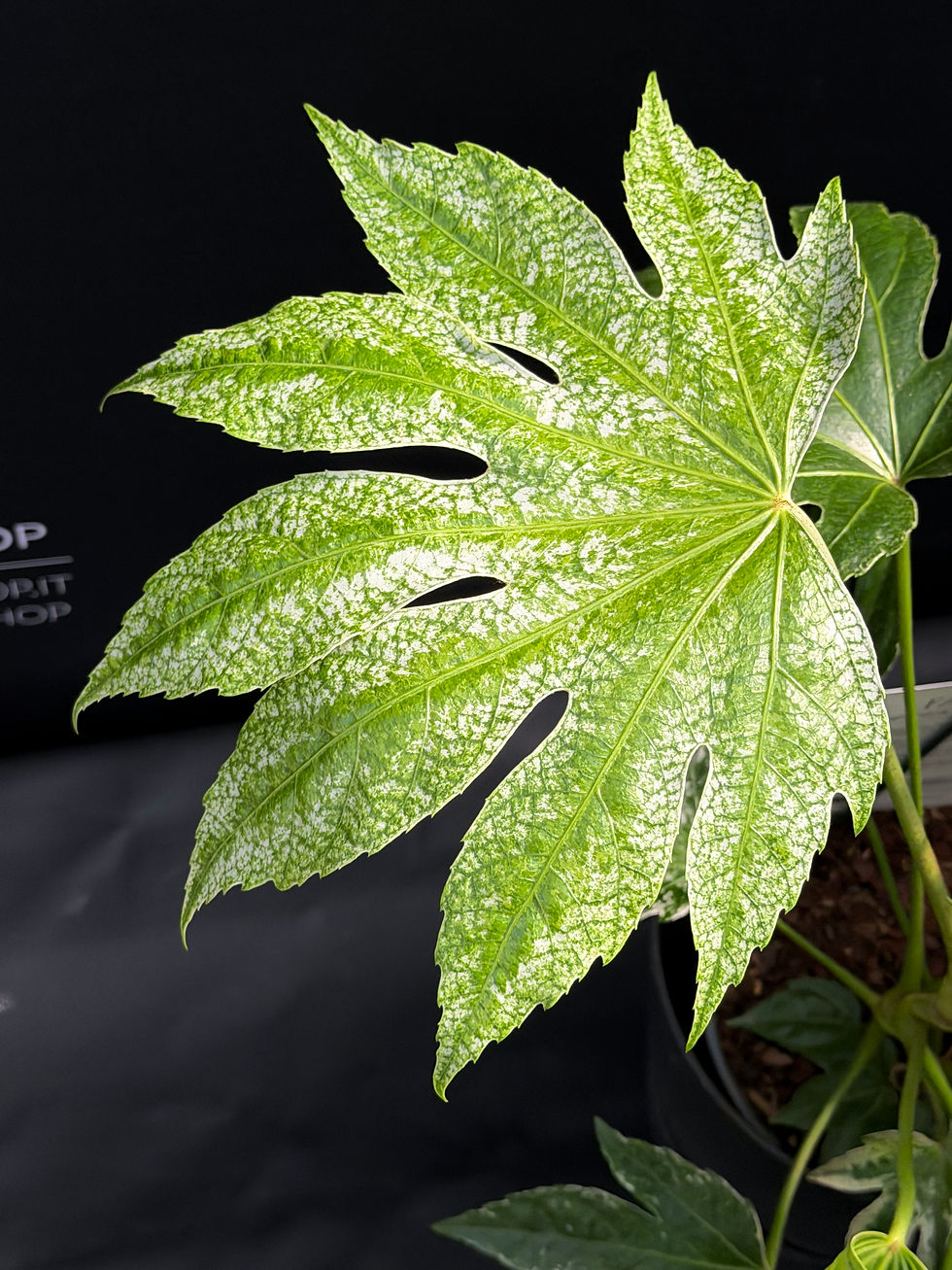 Miniature : FATSIA JAPONICA SPIDERWEB XL