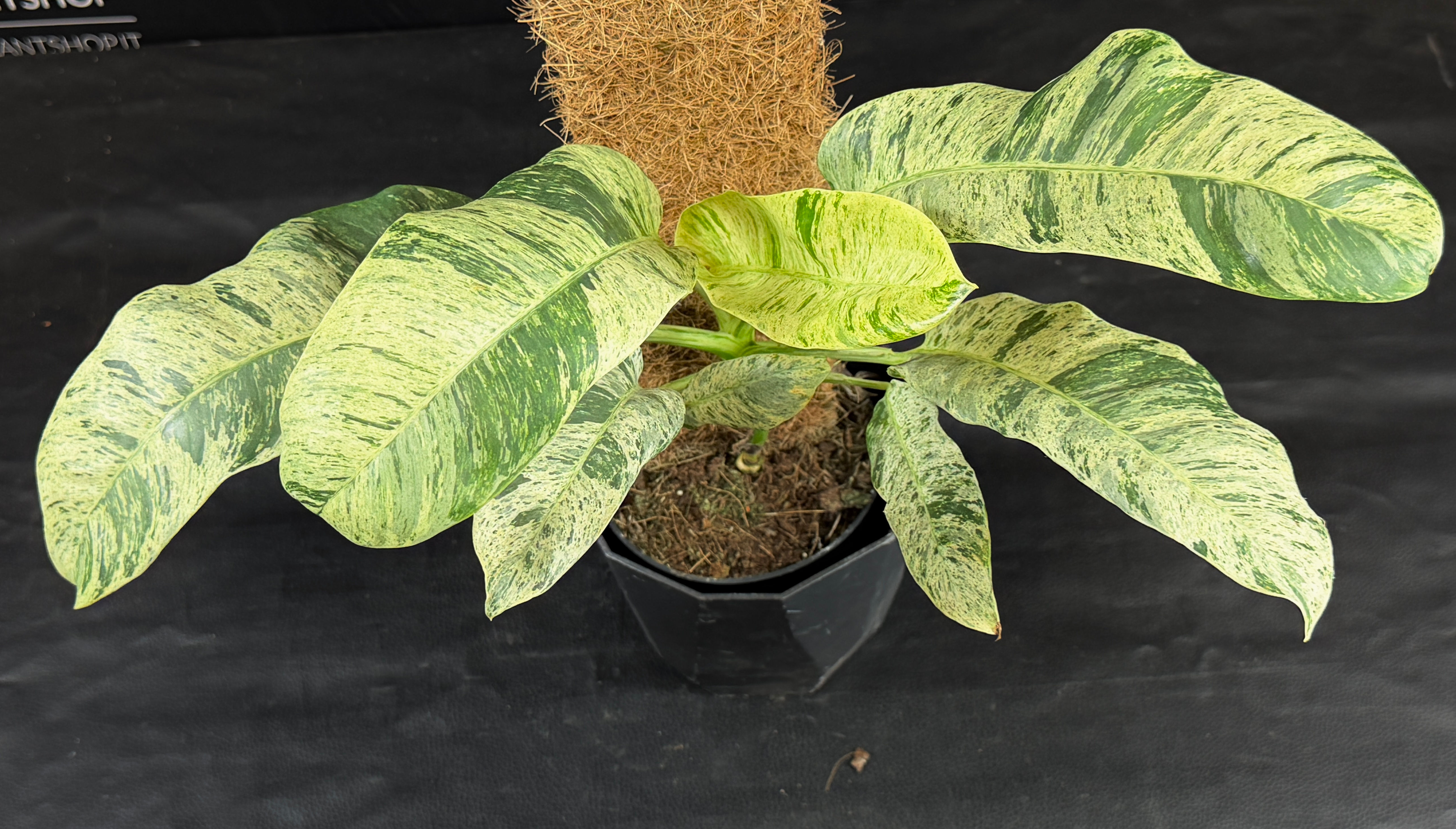 EPIPREMNUM GIGANTEUM VARIEGATA LARGE 2