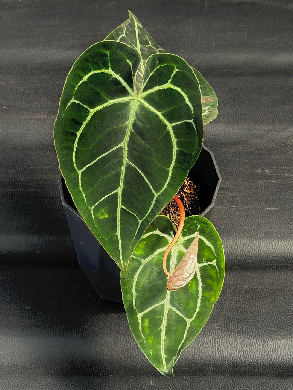 Miniatura: ANTHURIUM CRYSTALLINUM