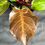 Miniatura: PHILODENDRON SUNLIGHT