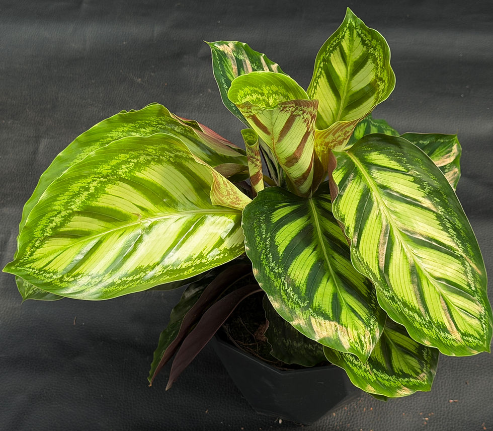 Miniatura: CALATHEA MOONLIGHT LARGE
