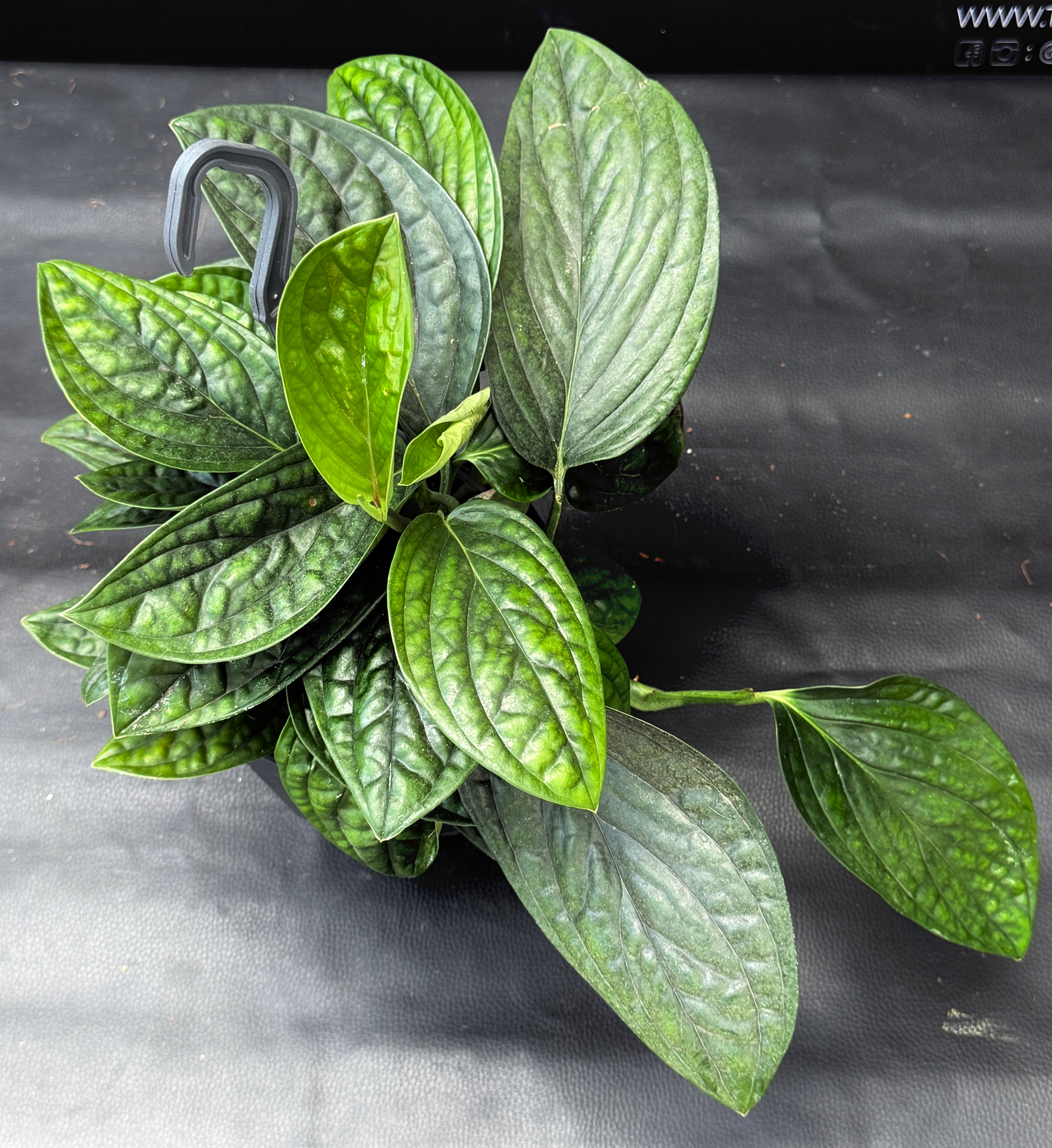 MONSTERA PERU' LARGE BASKET