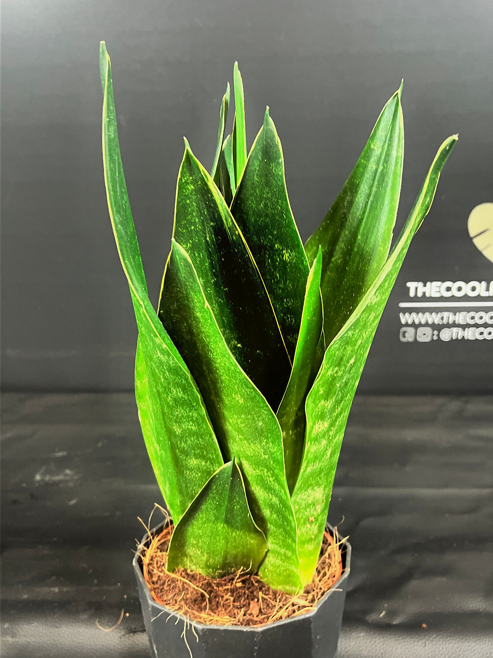 Miniatura: SANSEVERIA BLACK DIAMOND LARGE