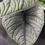 Miniatura: ALOCASIA MELO LARGE