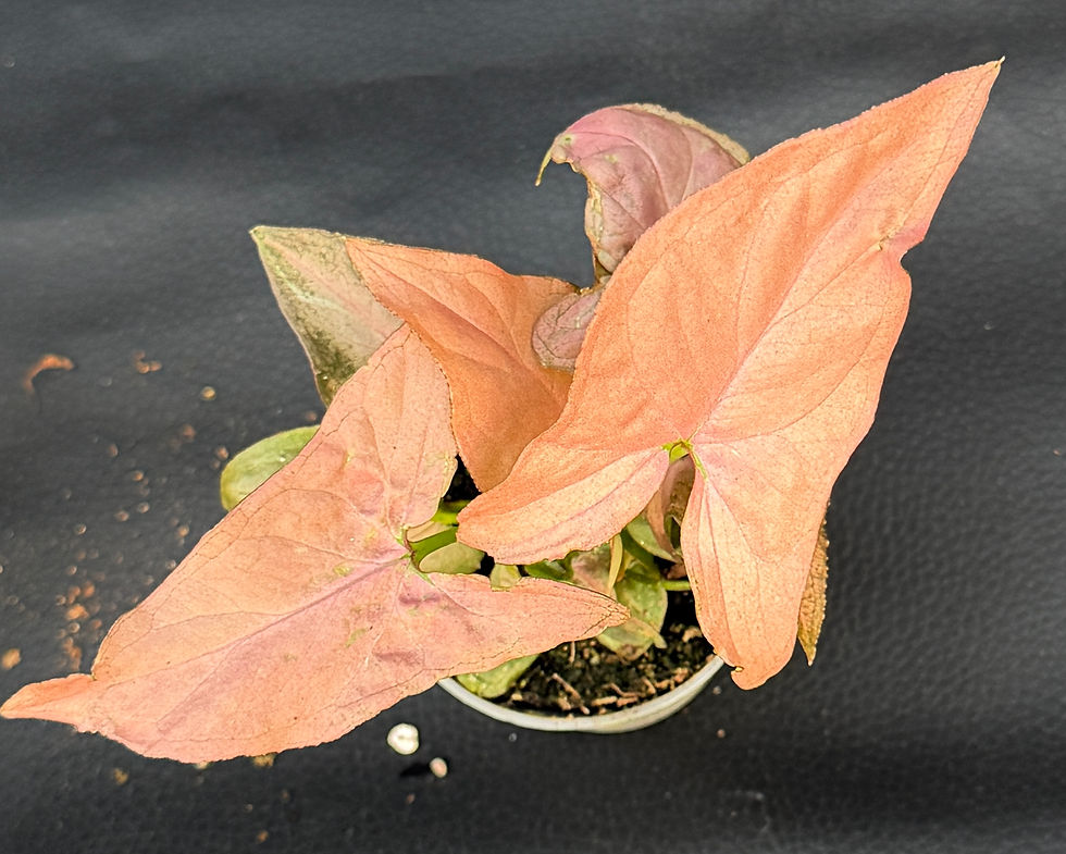 Miniatura: SYNGONIUM PINK SPLASH BABY