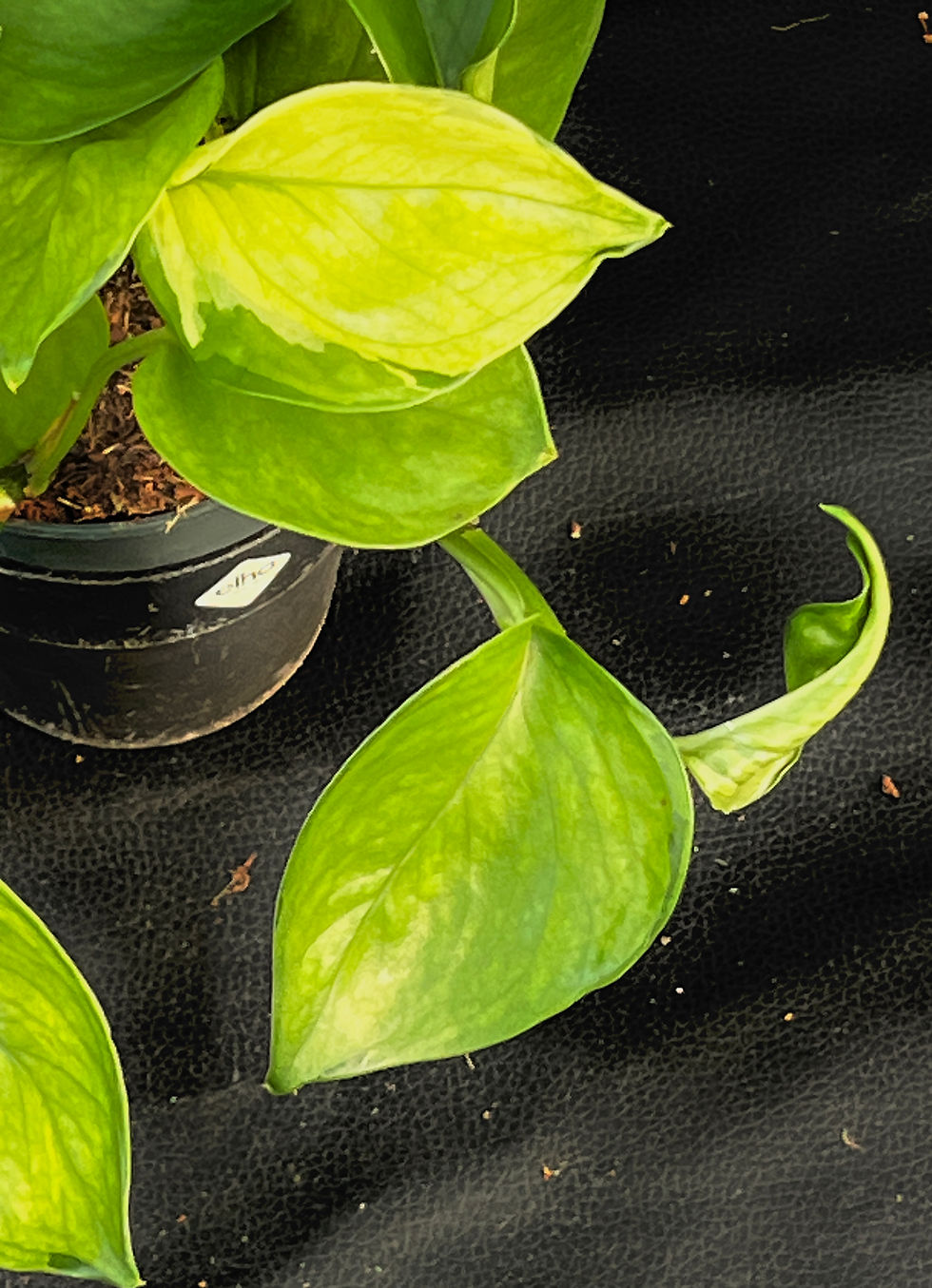 Miniatura: EPIPREMNUM LEMON TOP