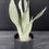 Miniatura: SANSEVERIA MOONSHINE