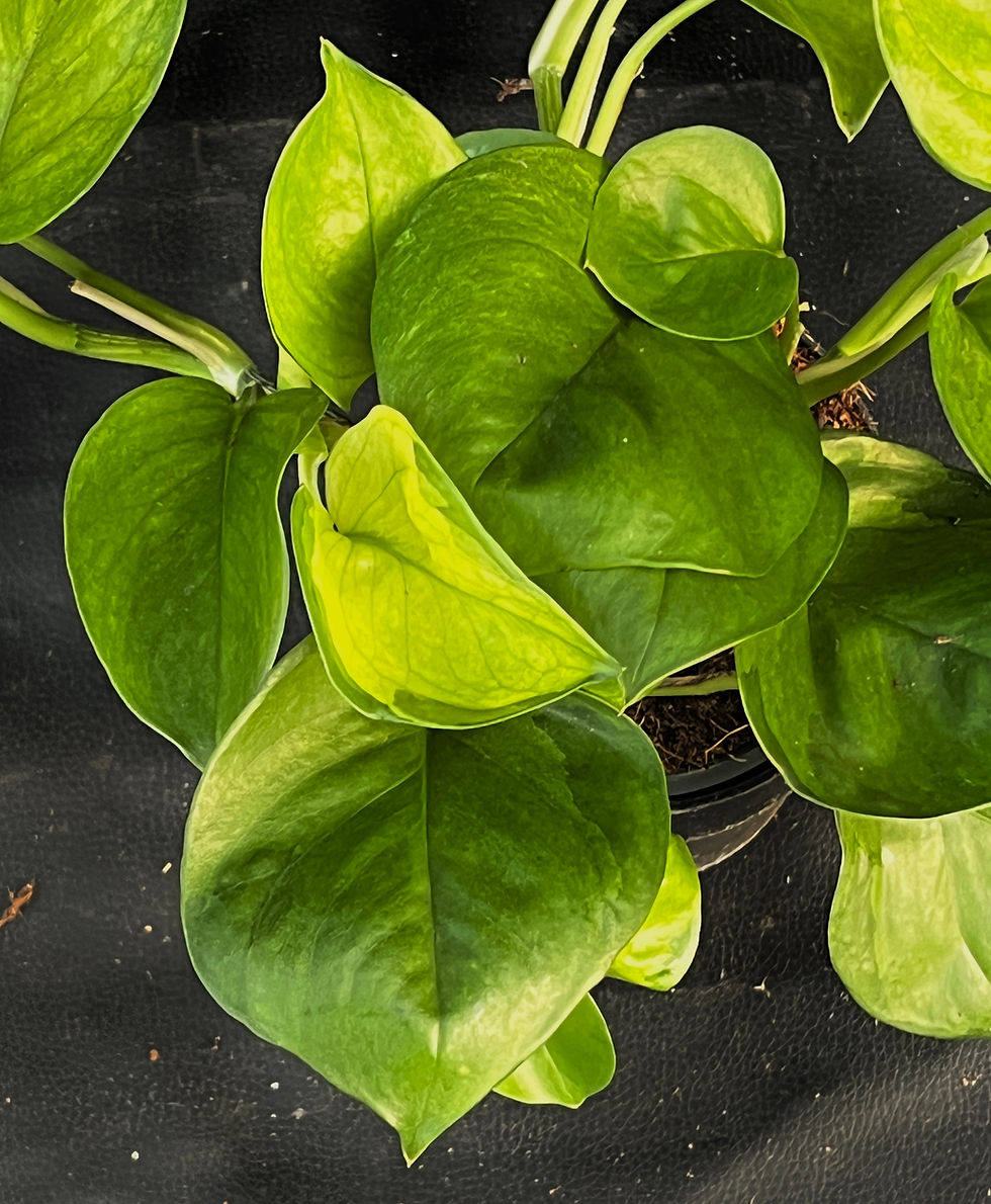 Miniatura: EPIPREMNUM LEMON TOP