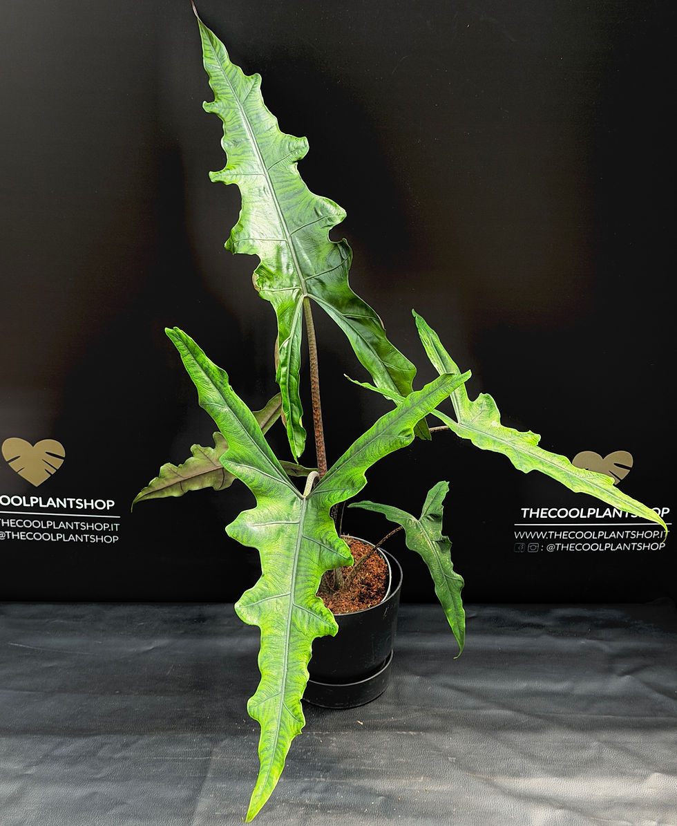 Miniatura: ALOCASIA SABRINA NARROW XL