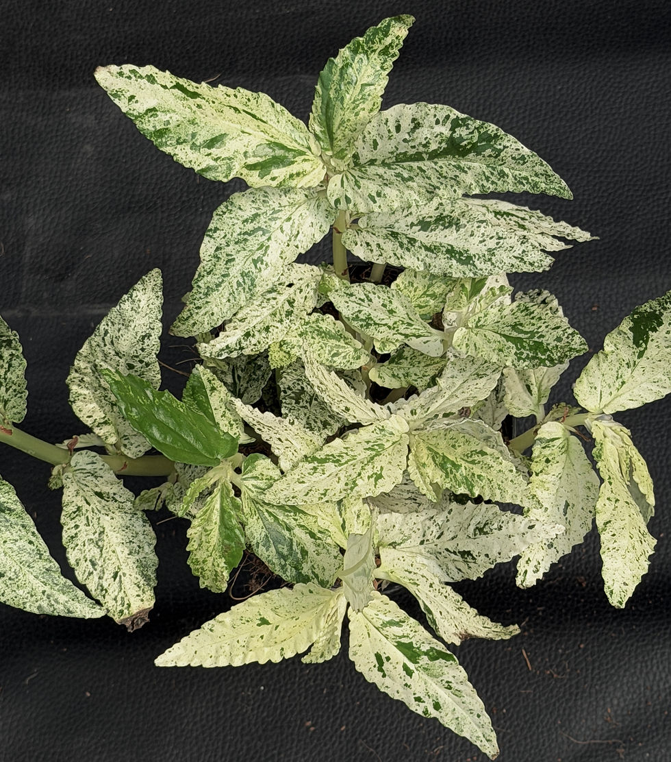 Miniatura: PELLIONIA REPENS VARIAGATA