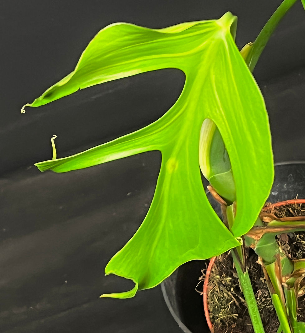 Miniature : MONSTERA BURLE MARX FLAME LARGE 4