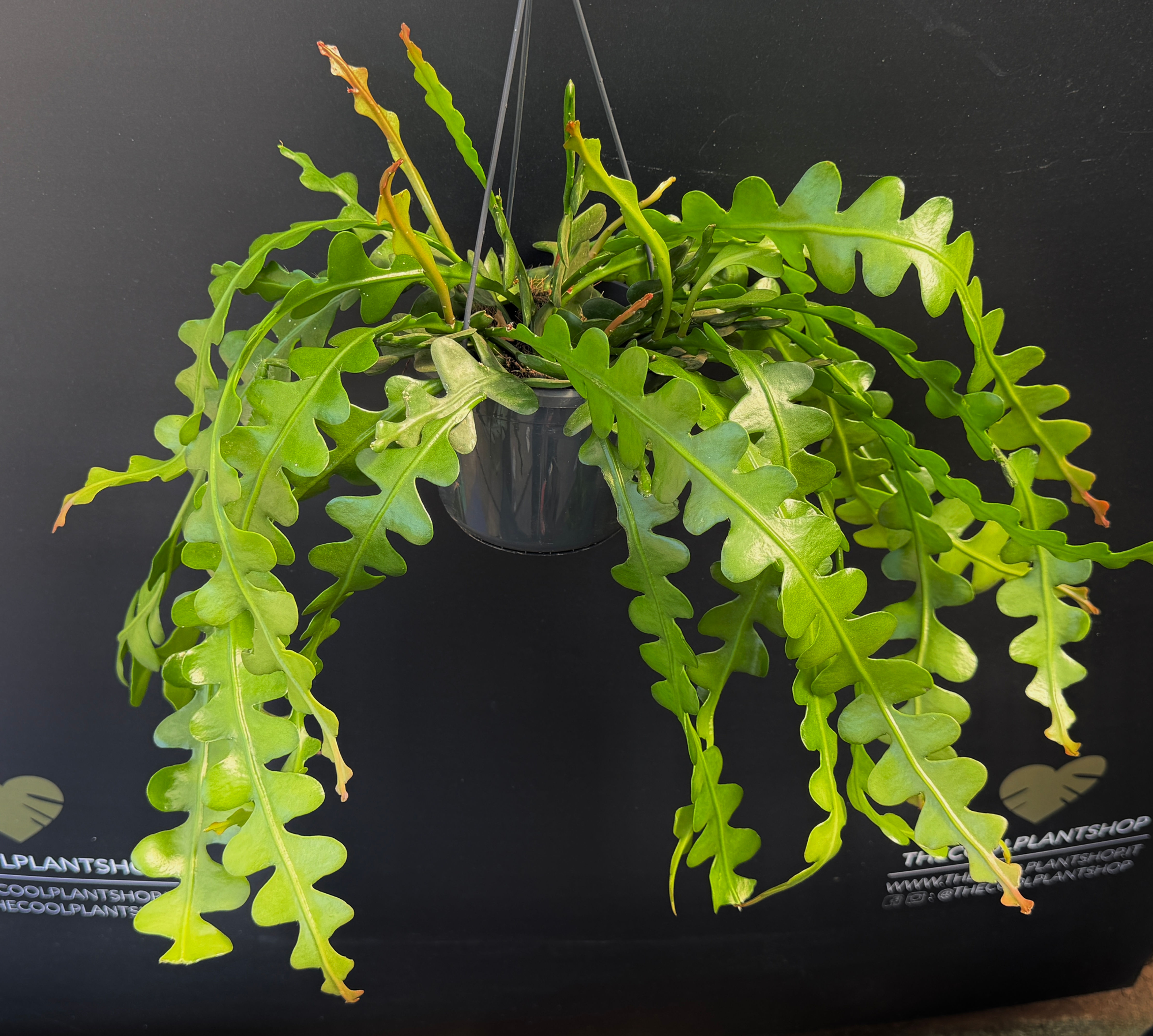 EPIPHYLLUM ANGULIGER XL BASKET