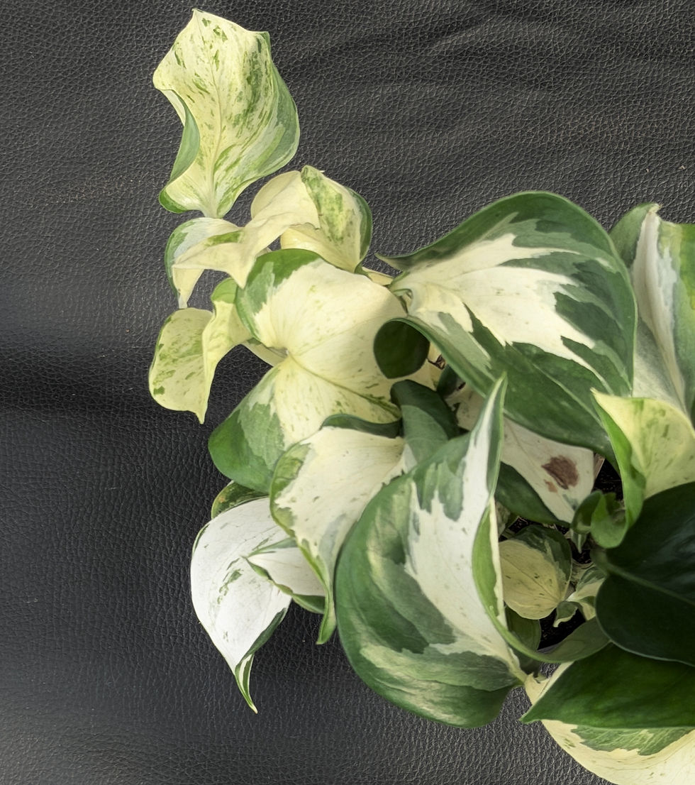 Thumbnail: EPIPREMNUM MANJULA