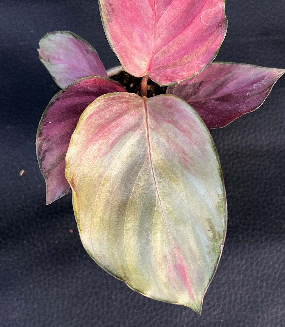 Miniature : CALATHEA SILVER PLATE BABY