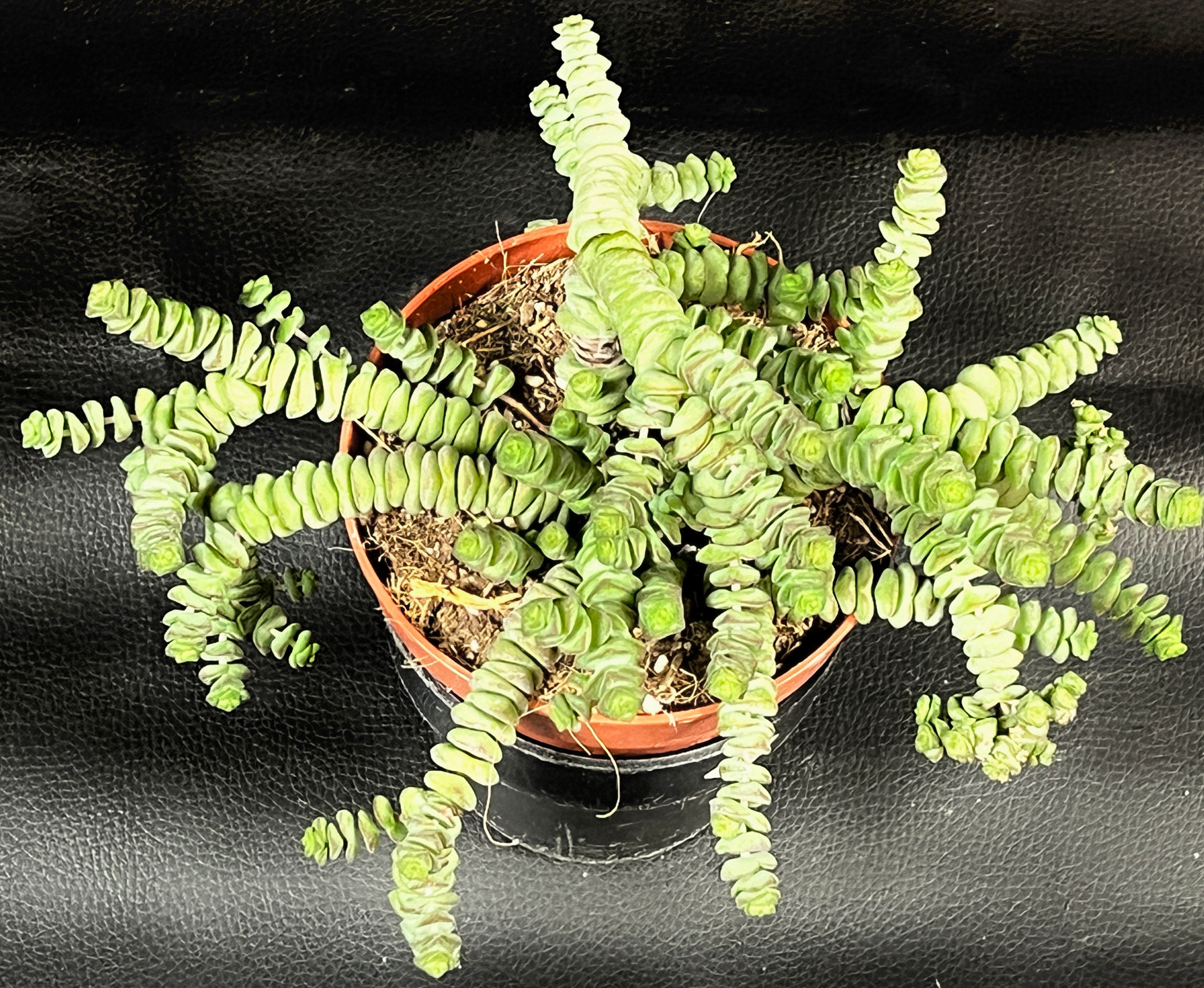 CRASSULA HOTTENTOT