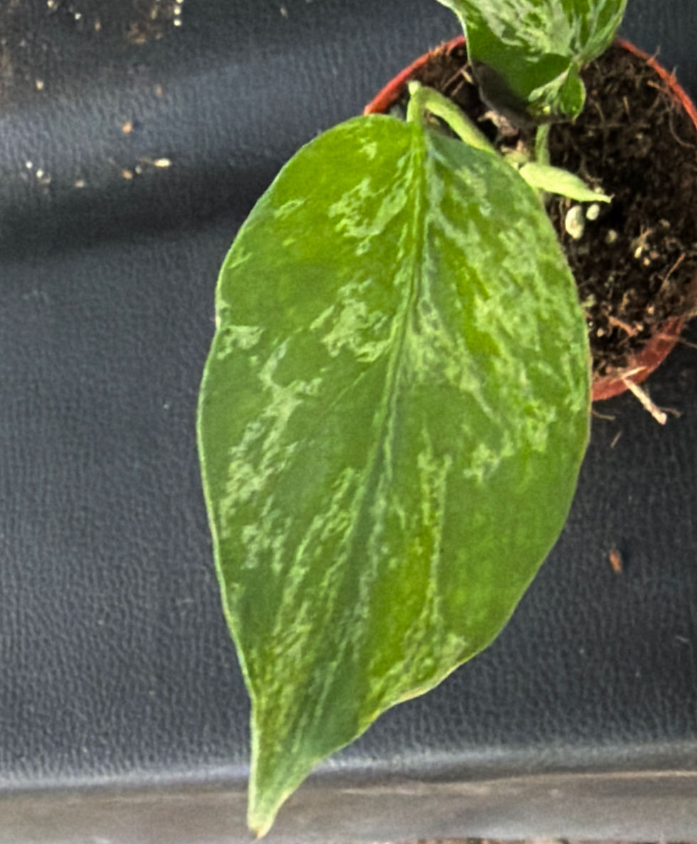 Miniatura: MONSTERA BULBASAUR SMALL K4