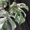 Miniatura: MONSTERA ALBO VARIEGATA SUPER WHITE XL F2