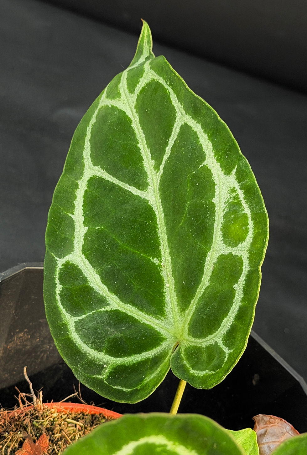 Miniatura: ANTHURIUM CRYSTALLINUM