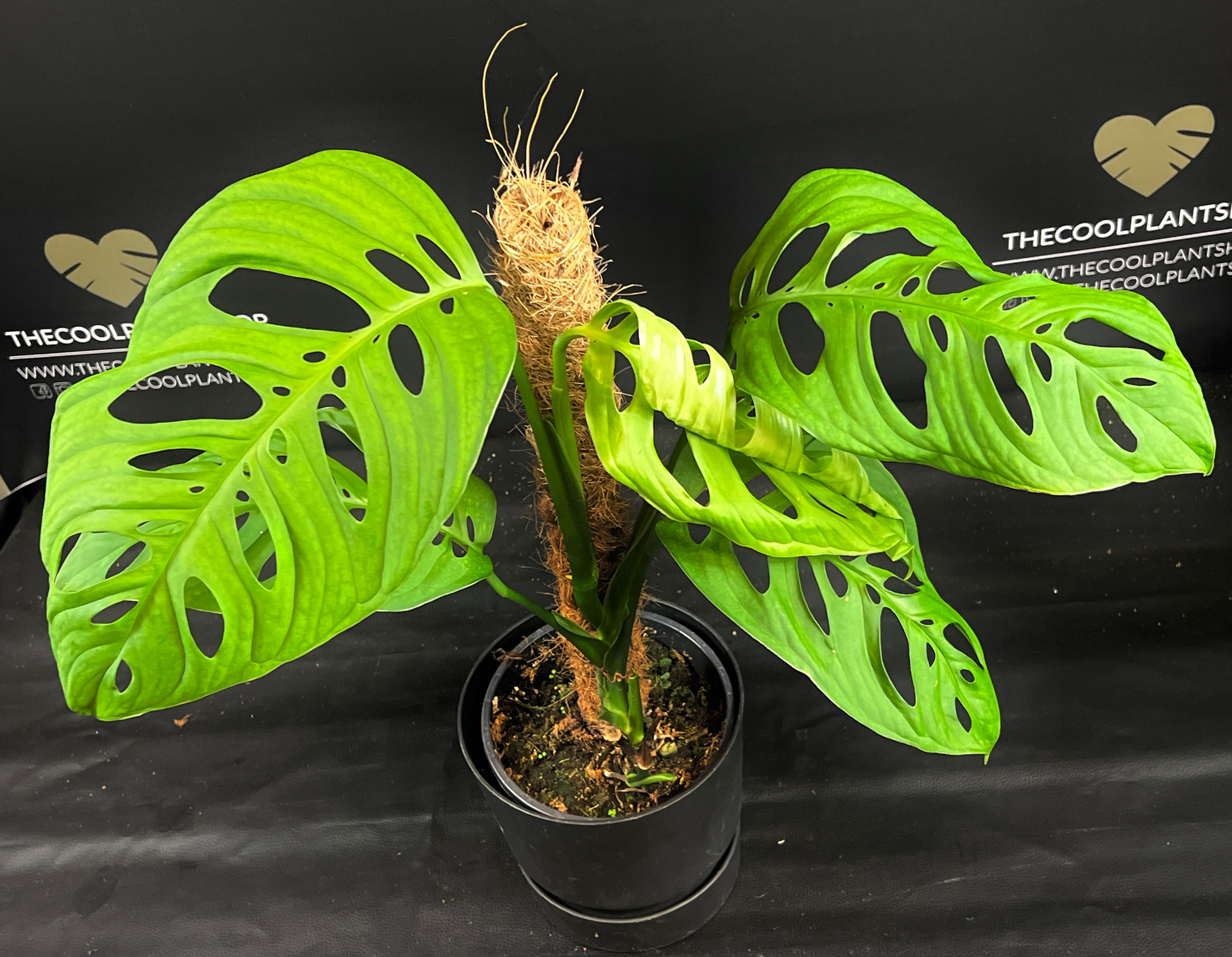MONSTERA ESQUELETO XL9