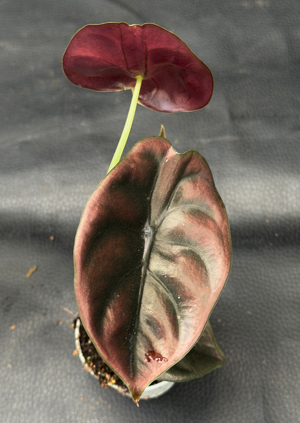 Miniature : ALOCASIA CUPREA RED SECRET BABY