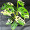 Miniaturbild: MONSTERA ADANSONII JAPANESE TRICOLOR LARGE 3