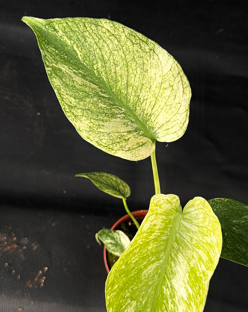 Miniatura: MONSTERA MINT SMALL K1