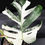 Miniatura: MONSTERA ALBO VARIEGATA SUPER WHITE GIANT 3